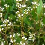 Valeriana dentata Blatt