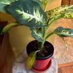 Dieffenbachia oerstedii Feuille