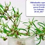 Oldenlandia capensis Habit