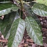 Magnolia mexicana 葉