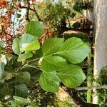 Butea monosperma Frunză