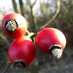 Rosa canina Fruit