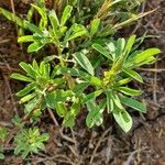 Crotalaria pycnostachya Fulla