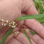 Persicaria decipiens ᱥᱟᱠᱟᱢ