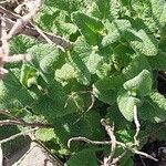 Teucrium hircanicum Blad