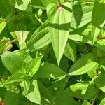 Zinnia elegans Leaf