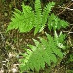 Dryopteris expansa Leaf