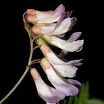 Vicia orobus Blüte