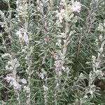 Rosmarinus officinalis Alkat (teljes növény)