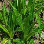 Eryngium agavifolium ഇല