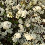 Spiraea thunbergii ফুল