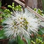 Eugenia uniflora Blomst