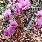 Cyclamen coum Облик