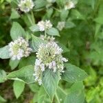 Pycnanthemum incanum Flower