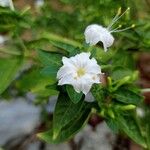 Mirabilis longifloraFlower