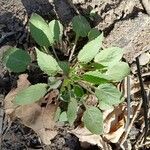 Viola sagittata Blad