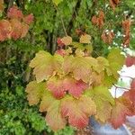 Acer opalus Лист