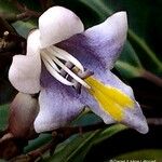 Gmelina evoluta Flor