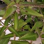 Kalanchoe daigremontiana Folha