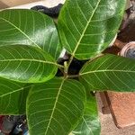 Ficus altissima Leaf