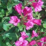 Weigela hortensis Cvet