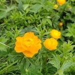 Trollius asiaticus Flower