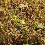 Fallopia dumetorum Hoja