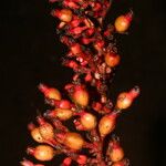 Renealmia mexicana Fruto