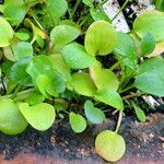 Hydrocharis laevigata Blatt