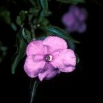 Brunfelsia uniflora Kukka