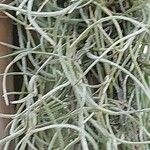 Tillandsia usneoides Kůra