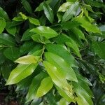 Magnolia figo Hoja