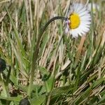 Bellis pappulosa Habit