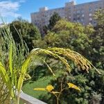 Panicum miliaceum Fruit