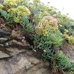 Crithmum maritimum Celota