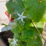 Trichosanthes cucumerina Blüte
