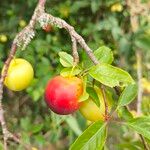 Prunus brigantina Blad