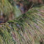 Pinus patula Leaf