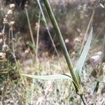 Dianthus pungens Blatt
