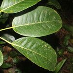 Ficus citrifolia Leaf