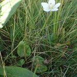 Parnassia palustris অভ্যাস