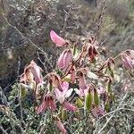 Ononis fruticosa Arall