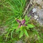 Gentiana purpureaЦветок