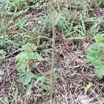 Sacoila lanceolata Hábito