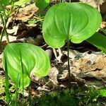 Maianthemum bifolium Лист