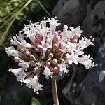 Valeriana tuberosa Квітка