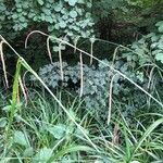 Carex pendula ᱵᱟᱦᱟ
