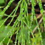 Equisetum arvense 葉