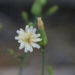 Hieracium albiflorum Kwiat
