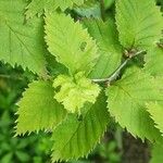 Betula globispica Leaf